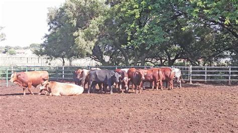 Afrikaner breed's surprising water-intake efficiency