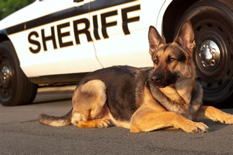 N.C. Officer Seemingly Assaults K-9 During Training