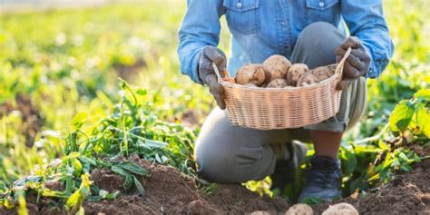 When to Harvest Potatoes: A Complete Guide - GFL Outdoors