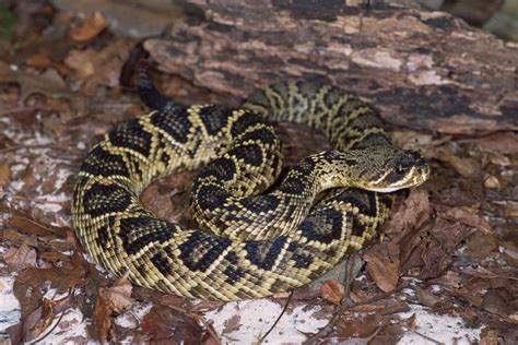 Eastern Diamondback Rattlesnake | Animals Wiki | Fandom