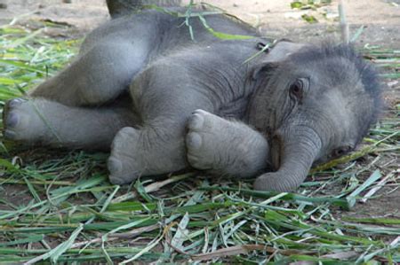 Elephants: Start Small, Grow Up Larger Than Life - Baby Animal Zoo