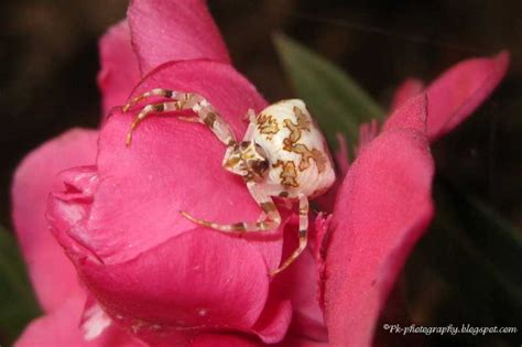 White Crab Spider | Nature, Cultural, and Travel Photography Blog