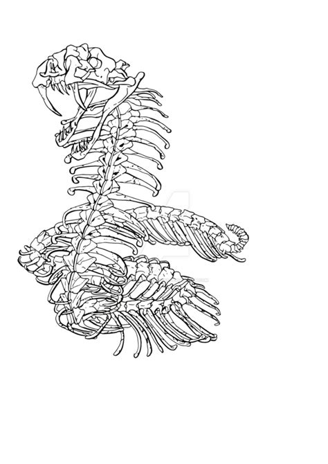 Snake Skeleton Drawing at PaintingValley.com | Explore collection of ...