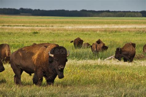 A herd of American Bison stock image. Image of animal - 127649951