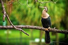 Anhinga - Wikipedia