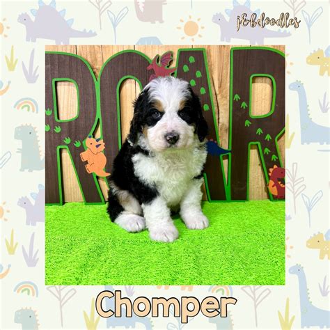 Chomper