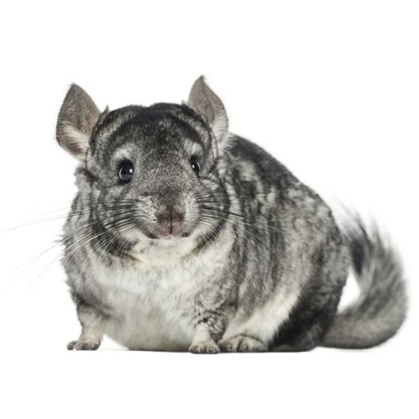 Chinchillas for Sale | Petco