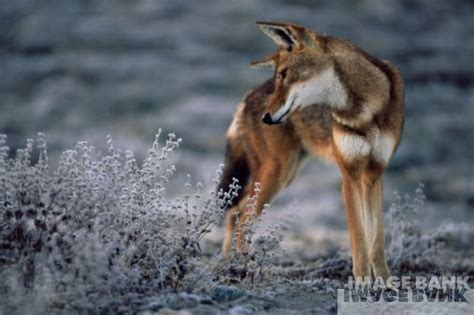 Ethiopian Wolves - Wolves Photo (17840067) - Fanpop