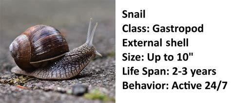 What Is The Difference Between A Slug And A Snail Jeb Foods, 42% OFF