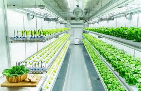 Vertical farming the Solution to the World’s Food Crisis | GP Solutions