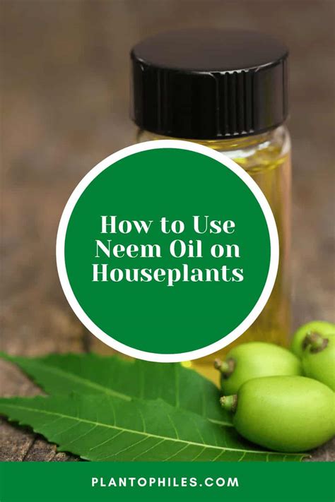 How to Use Neem Oil on Houseplants