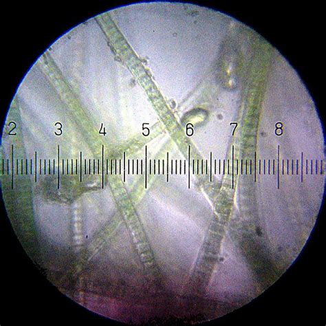 Cyanobacteria Made Life on Earth Possible