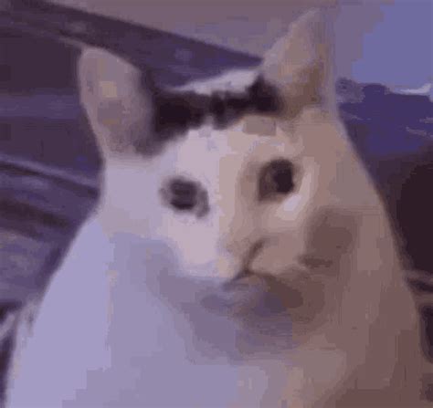 Bruh Meme GIF - Bruh Meme Cat - Discover & Share GIFs