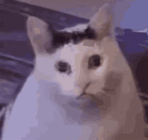 Bruh Meme GIF - Bruh Meme Cat - Discover & Share GIFs