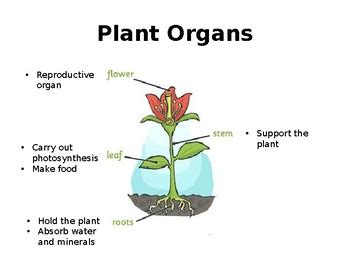 Plant Organism