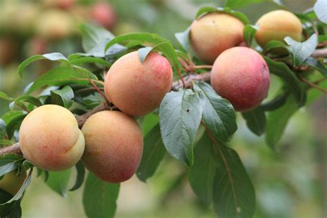 Apricot Pruning: How And When To Prune - 420 Grow Radar