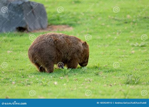 Wombat Grazing in the Evening in Australia Stock Image - Image of grass, bendeela: 185924915