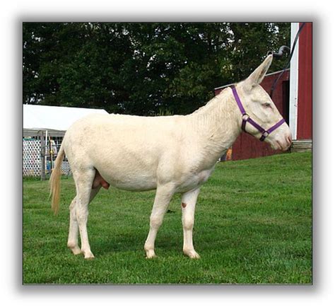 Donkey Color Genetics | Color Genetics