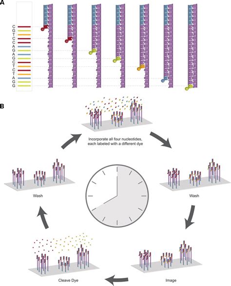 File:DNA sequencing methods.jpg - Embryology