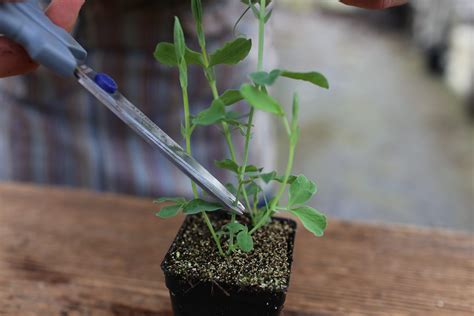 How To Grow Sweet Peas - Floret Flowers