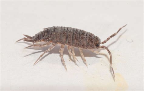 Isopod - Encyclopedia of Life