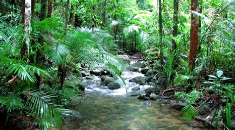 Examples Of Tropical Rainforests | Wallpapers Gallery