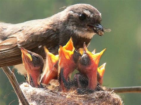 Mama Birds Feeding Baby Birds: 8 Heart Warming Photos | Mothers, Babies and Nature