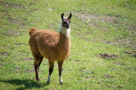 Llama vs Camel: Visual Differences & Overview (With Pictures) | Animal World