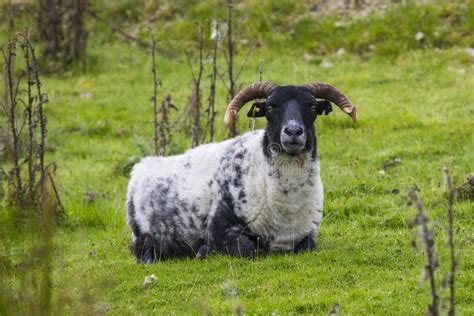 Sheep on Achill Island in Ireland Stock Photo - Image of attractions, farm: 126482334