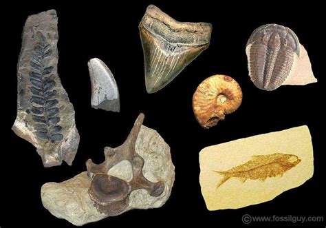 Fossilguy.com: What is a Fossil? Facts about fossils, types of fossils, and where to find fossils