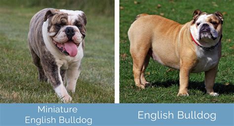 Miniature English Bulldog vs English Bulldog: What’s the Difference? | Hepper