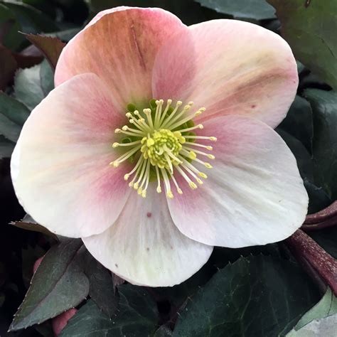 Hellebore: The Beautiful Winter Flower — Seattle's Favorite Garden Store Since 1924 - Swansons ...