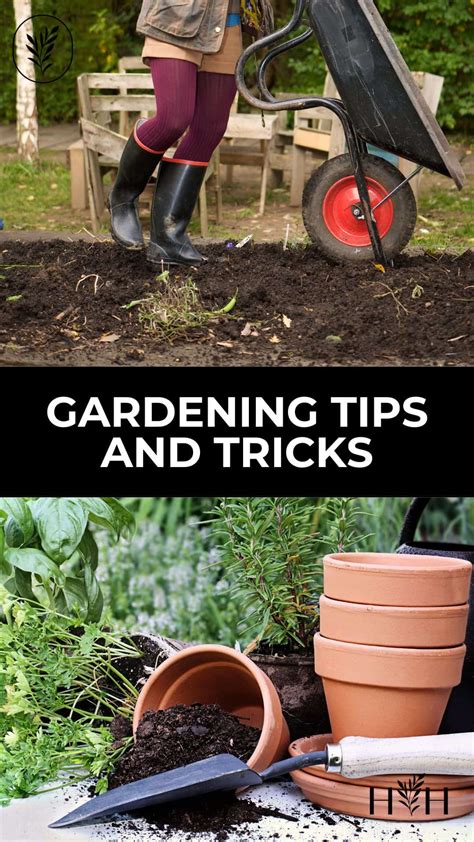 7 gardening tips and tricks 🌱 🌻 Unlock the potential of your garden