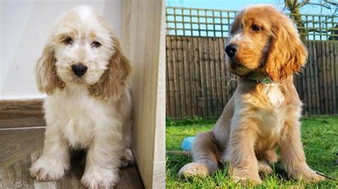 Golden Cocker Retriever - 10 Amazing Things You should Know