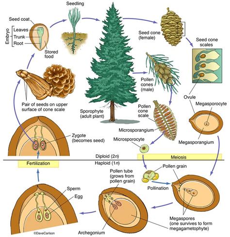 Botany | Carlson Stock Art | Biology plants, Botany, Life cycles