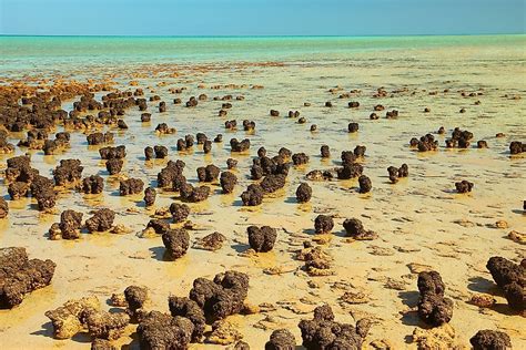 Shark Bay: A UNESCO World Heritage Site In Australia - WorldAtlas.com