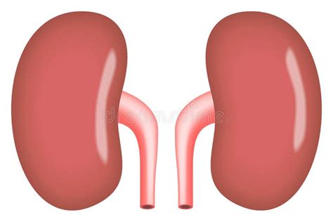 Kidneys Simple Vector Illustration Stock Vector - Illustration of icon, kidneys: 70541915