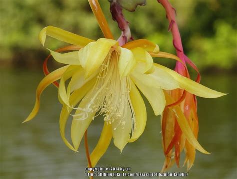 Epiphyllum: Plant Care and Collection of Varieties - Garden.org