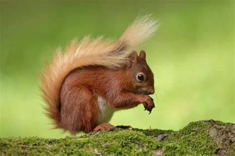 Squirrel HD Wallpaper