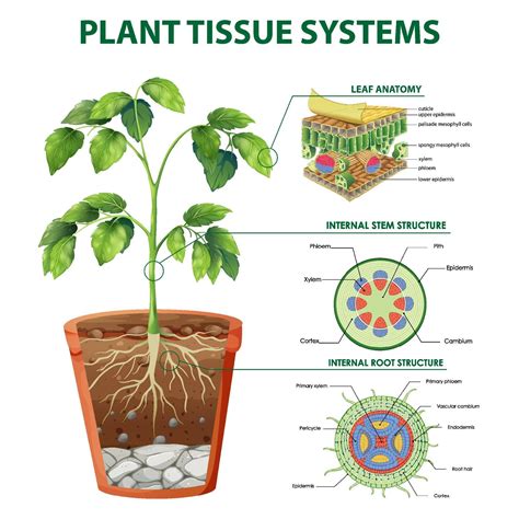 Diagram showing Plant Tissue Systems 1993052 Vector Art at Vecteezy