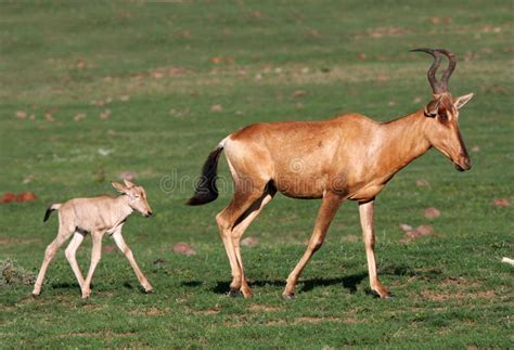 Baby Red Hartebeest Antelope Royalty Free Stock Photo - Image: 11675545