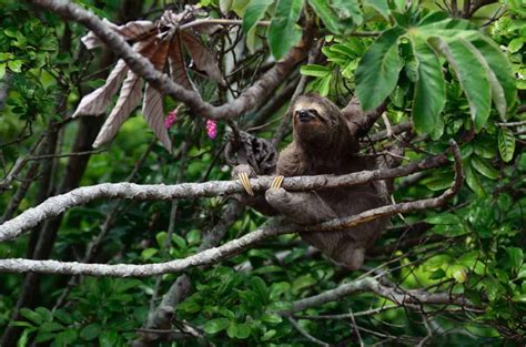 29 Interesting Facts About Sloths in Costa Rica - Tico Travel