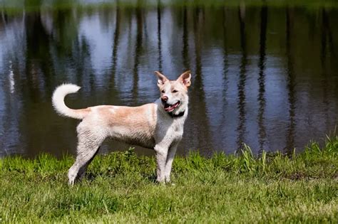 Chocolate Lab Husky Mix