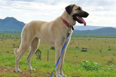 Anatolian Shepherd Dog Breed | Best Food, Training, Grooming | Bil-Jac