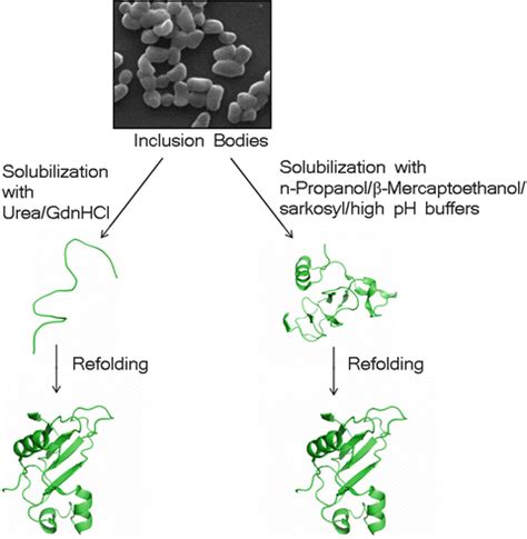 Solubilization and Refolding of Inclusion Body Proteins | SpringerLink