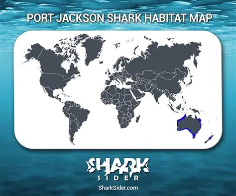 The Port Jackson Shark Is A Cool Species Of Shark - Shark Sider