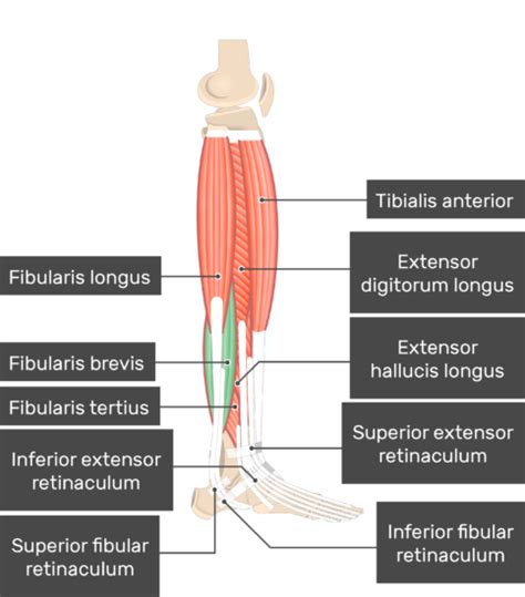 Fibularis (Peroneus) Brevis Muscle - Attachments, Actions & Innervation | GetBodySmart