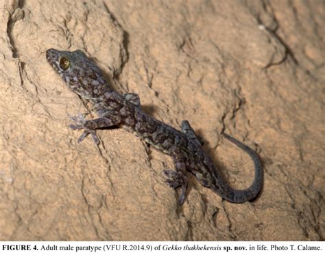 Species New to Science: [Herpetology • 2014] Gekko thakhekensis • A New Species of the Gekko ...