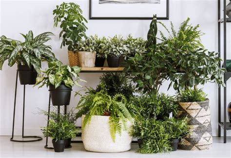 10 Great Ways To Increase Humidity For Indoor Plants - Smart Garden Guide