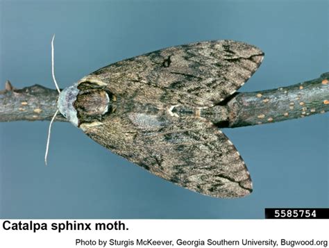 Catalpa Worm or Catalpa Sphinx | NC State Extension Publications